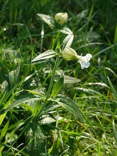 سیلن ولگاریس - معرفی و راهنمای پرورش و نگهداری گیاهان زینتی فضای باز